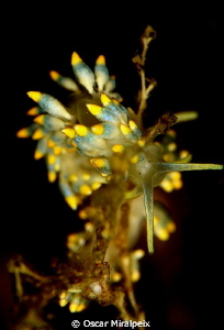 Cuthona caerulea (aeolidina) by Oscar Miralpeix 